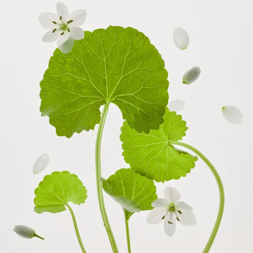 bareskin.lt Beauty of Joseon Calming Barrier Mask featuring centella asiatica leaves and white flowers